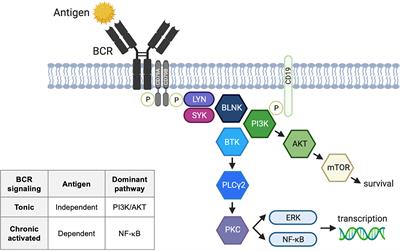 Frontiers | Targeting Bruton’s Tyrosine Kinase In CLL